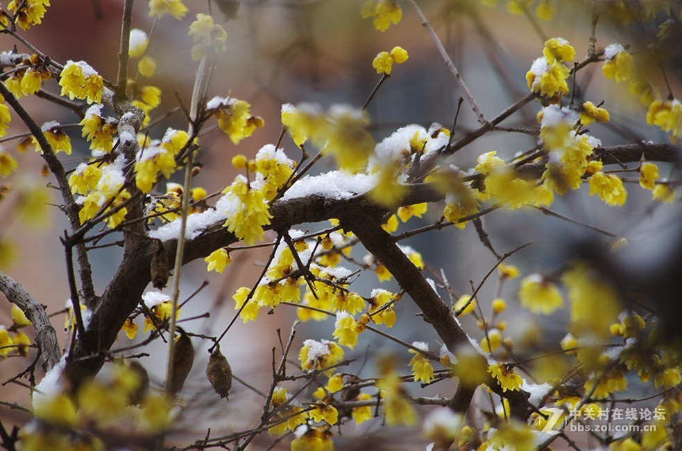 腊梅迎春雪