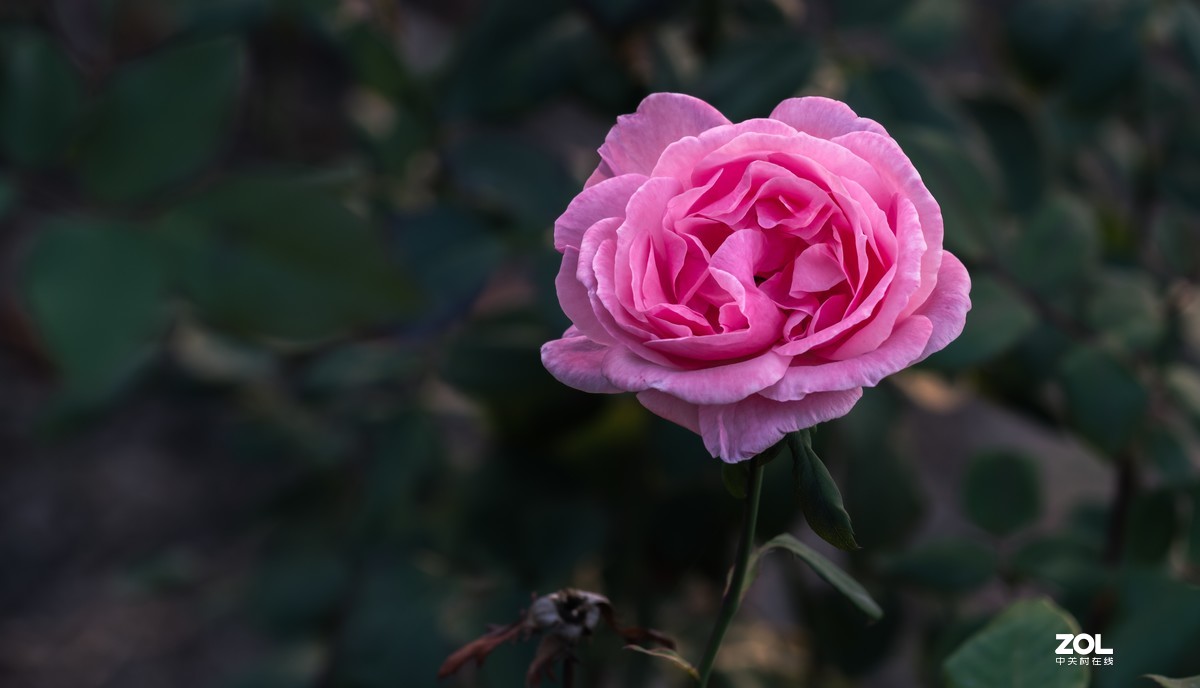 月季花
