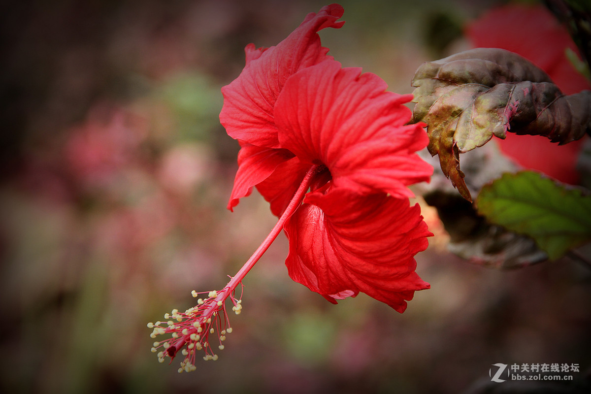 一组红叶扶桑花-中关村在线摄影论坛