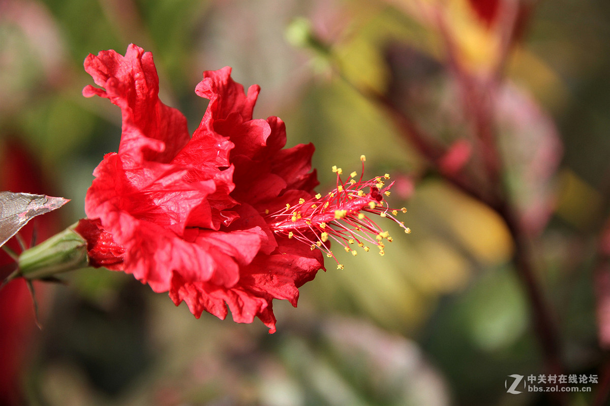 一组红叶扶桑花-中关村在线摄影论坛