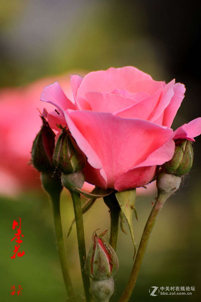 月季与芍药花影