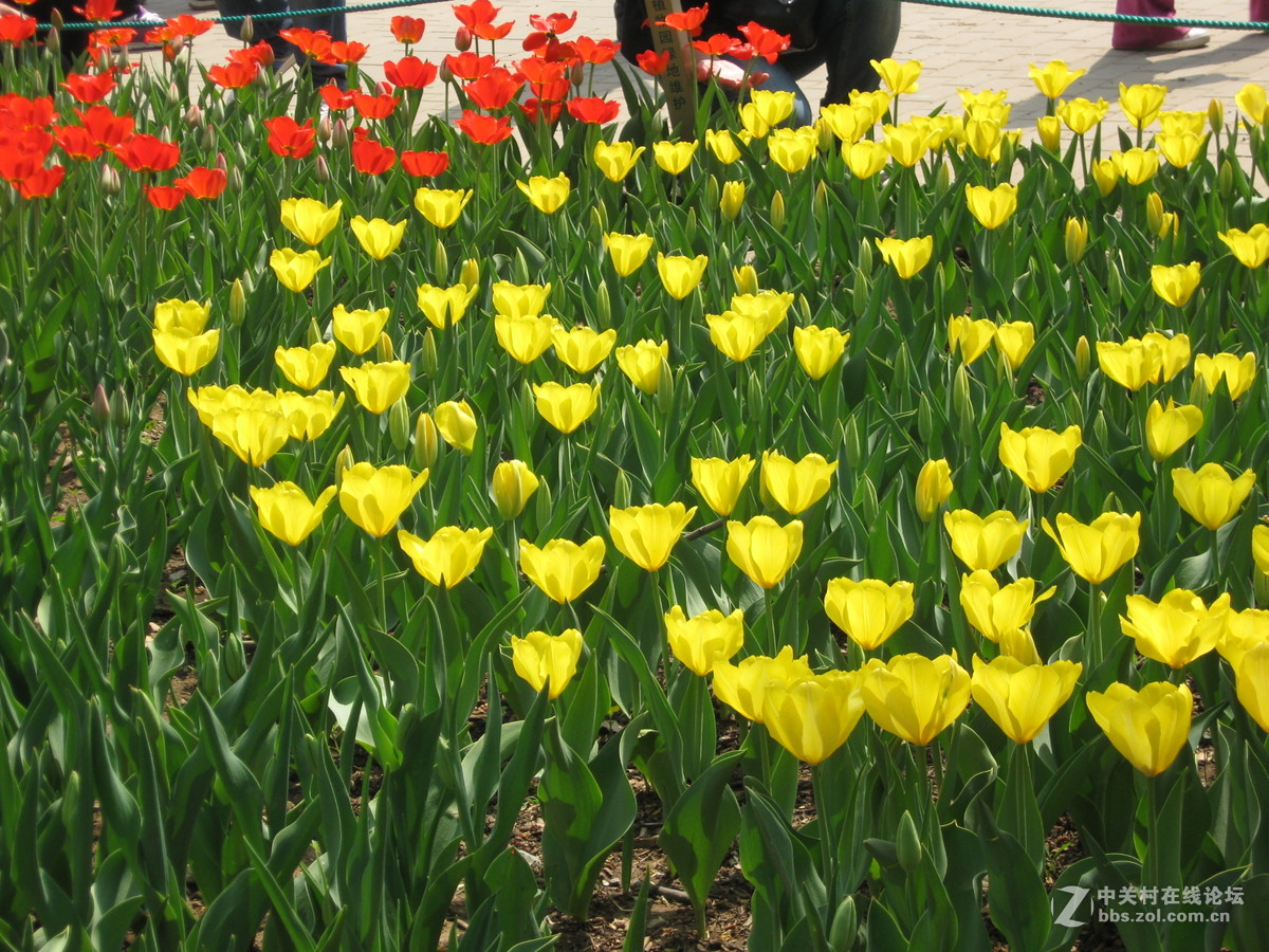 回忆2014年游北京植物园