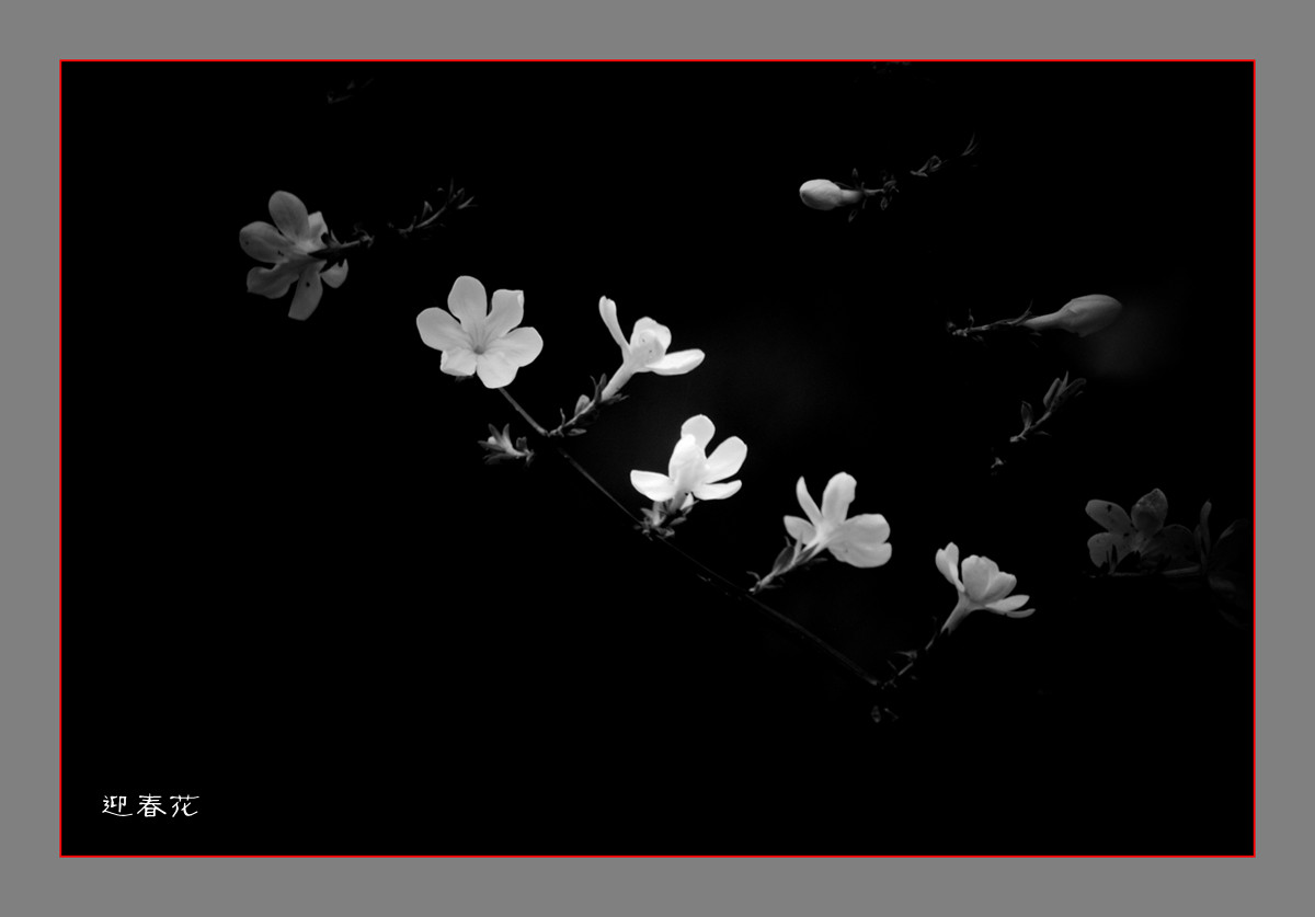 迎春花黑白片