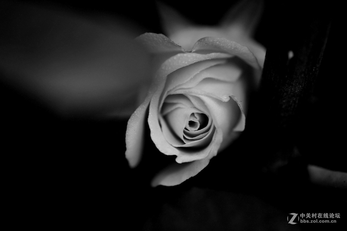 黑白小花