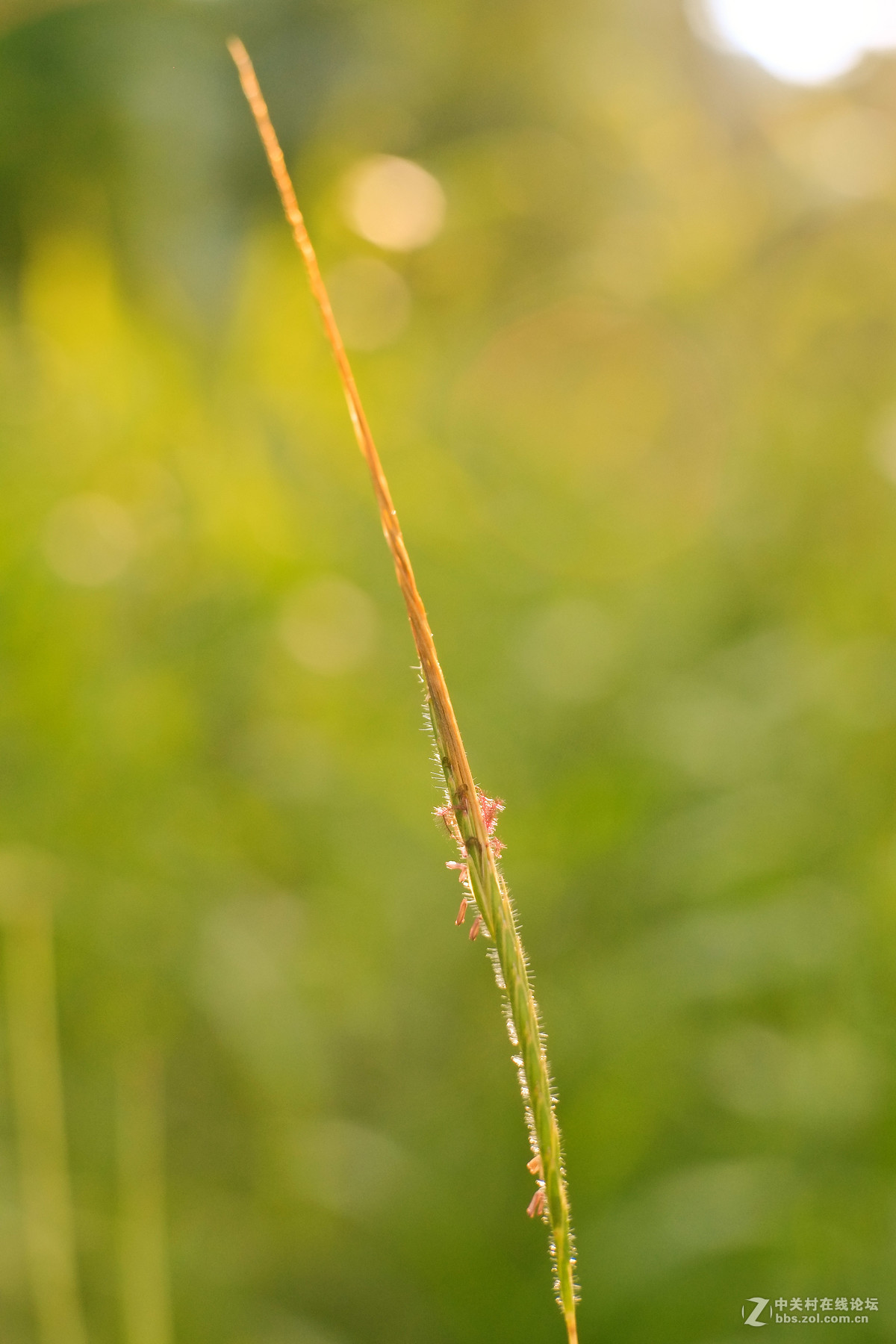 小草與牽牛花