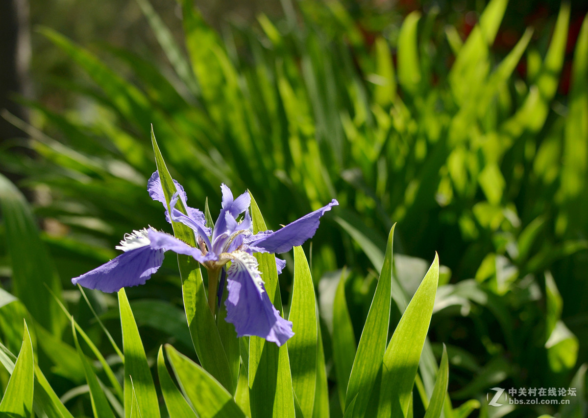 鸢尾花和二月兰