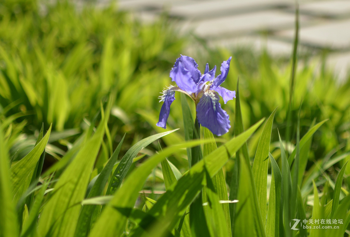 鸢尾花和二月兰