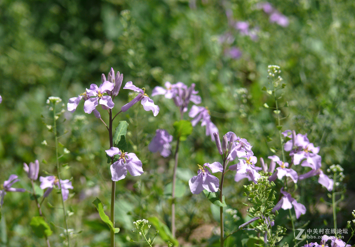鸢尾花和二月兰