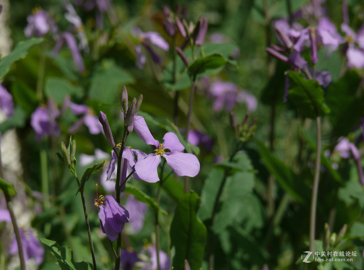 鸢尾花和二月兰