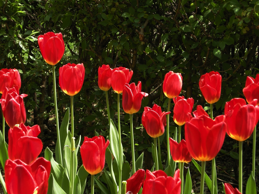 妖娆华美郁金香