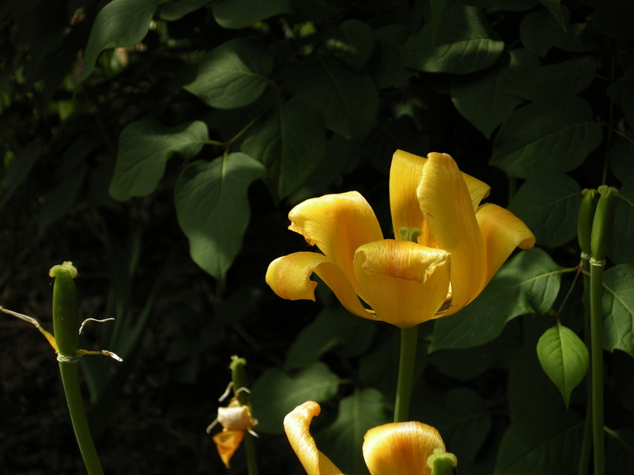 妖娆华美郁金香