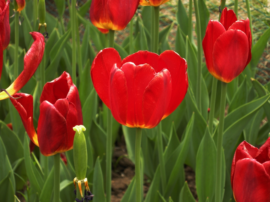 妖娆华美郁金香