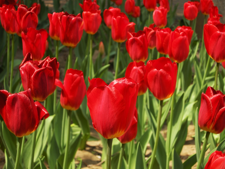 妖娆华美郁金香