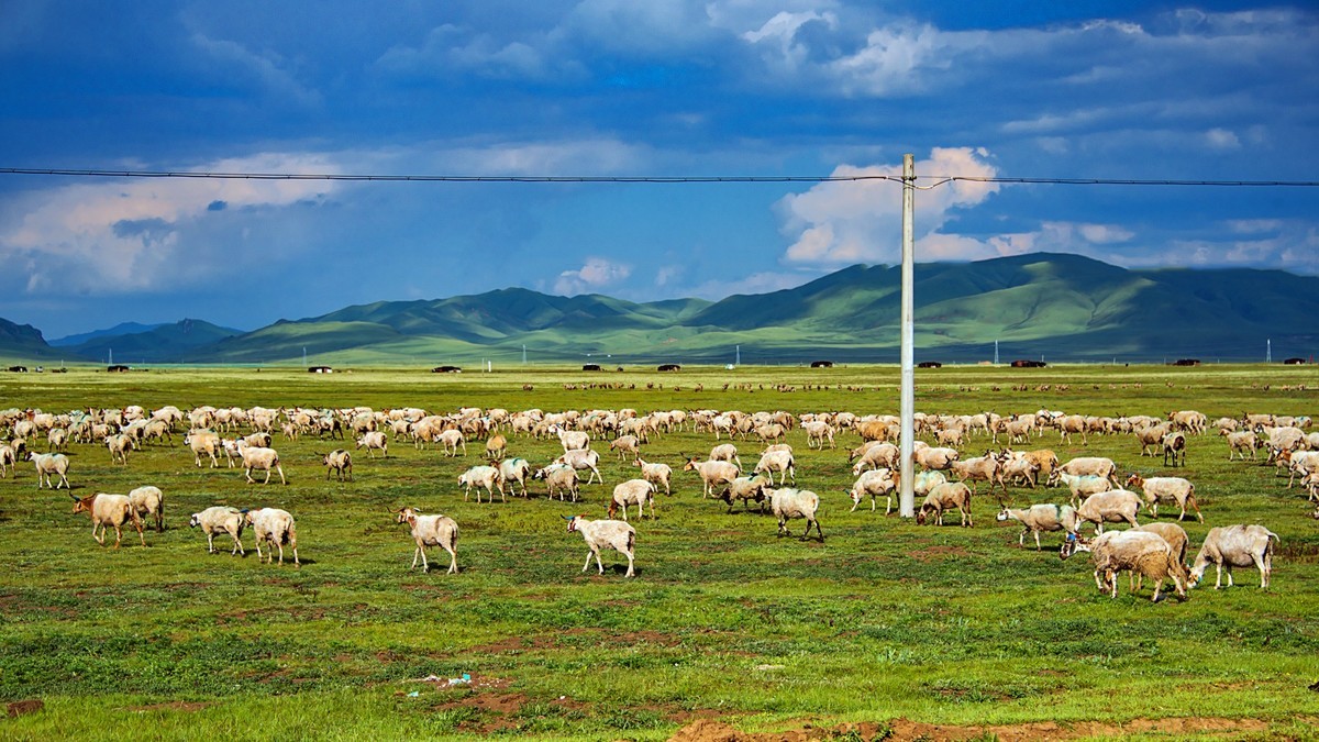 201707川青甘边行之39若尔盖大草原