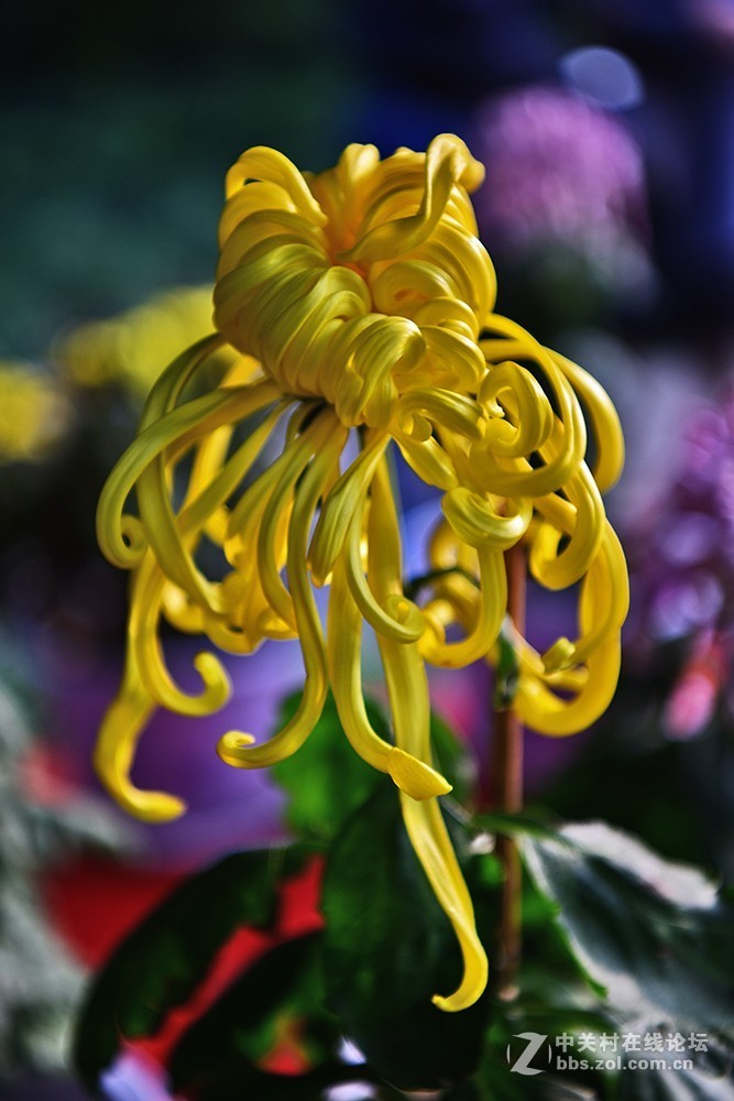 一组菊花----看看此头最大光圈的表现