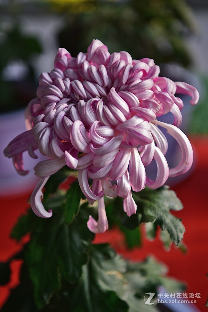 一组菊花----看看此头最大光圈的表现