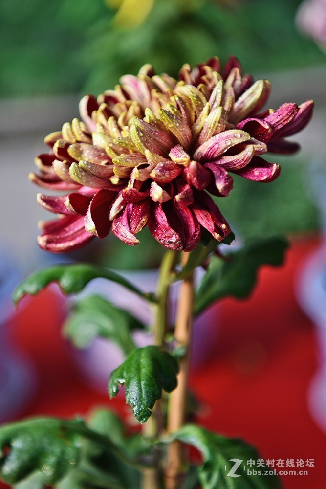 一组菊花----看看此头最大光圈的表现