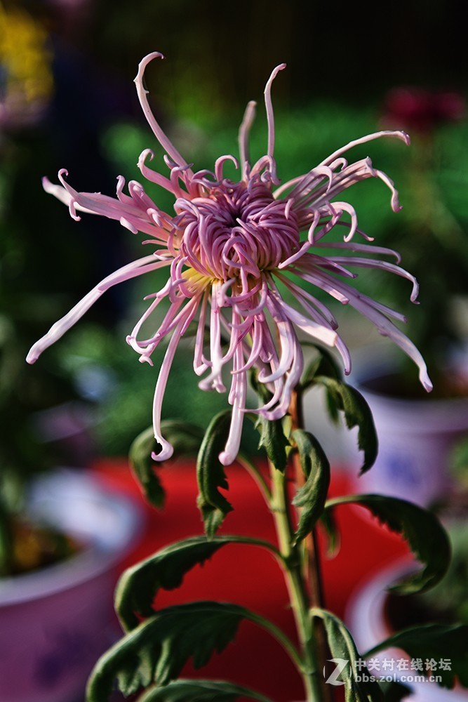 一组菊花----看看此头最大光圈的表现