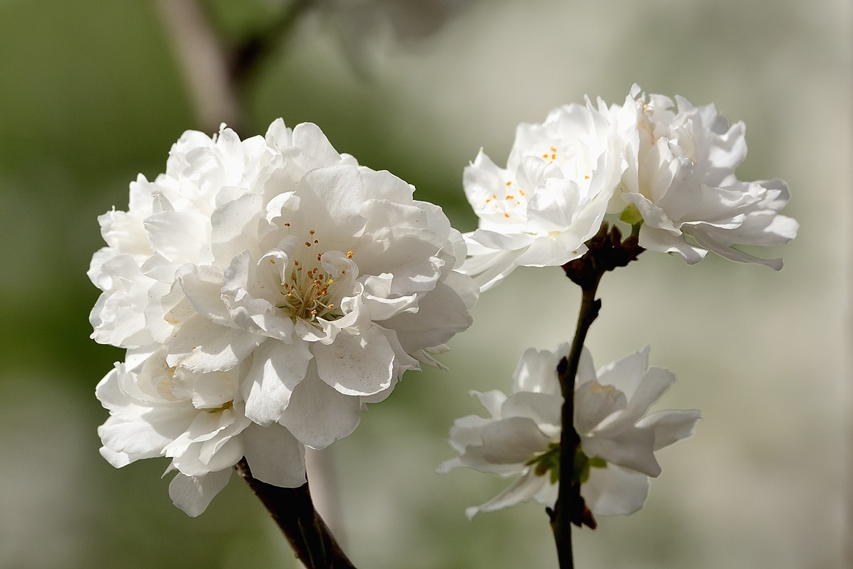 白碧桃花續