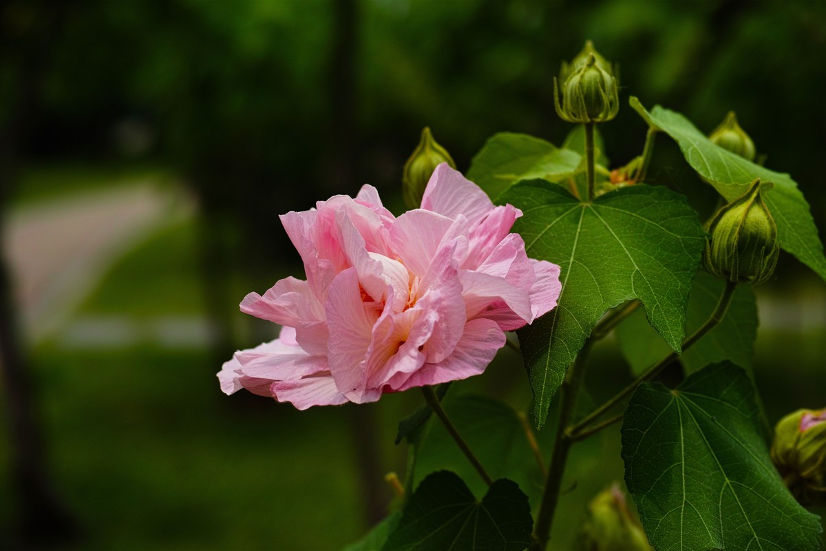 芙蓉花一組-中關村在線攝影論壇