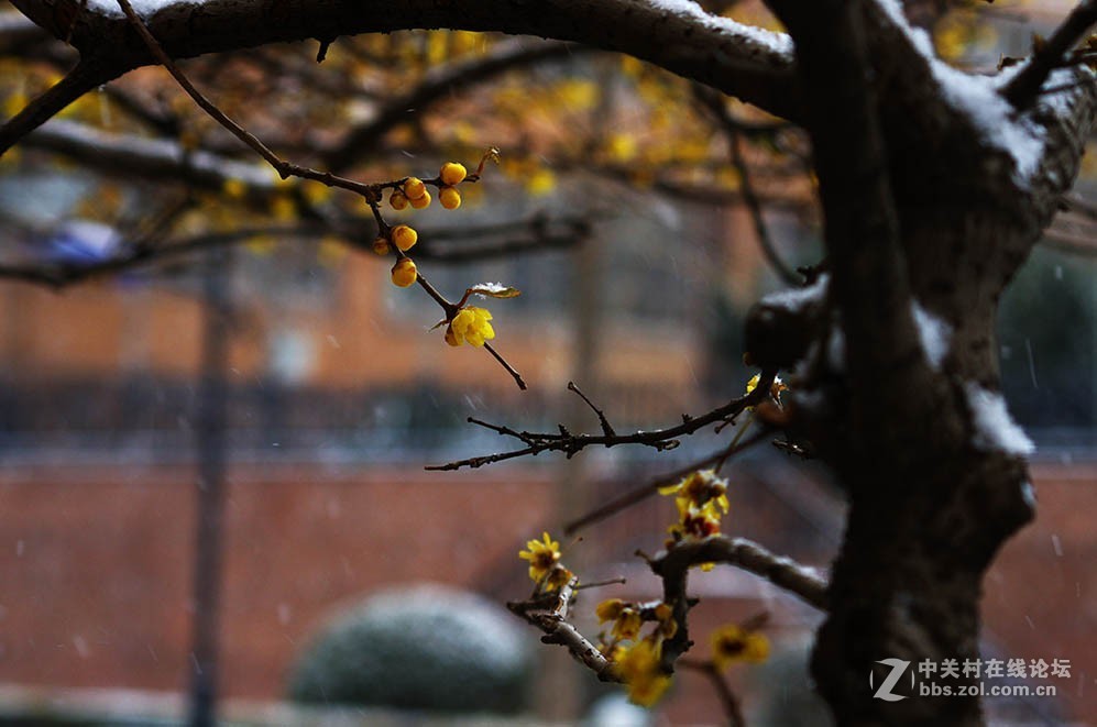 腊梅迎春雪