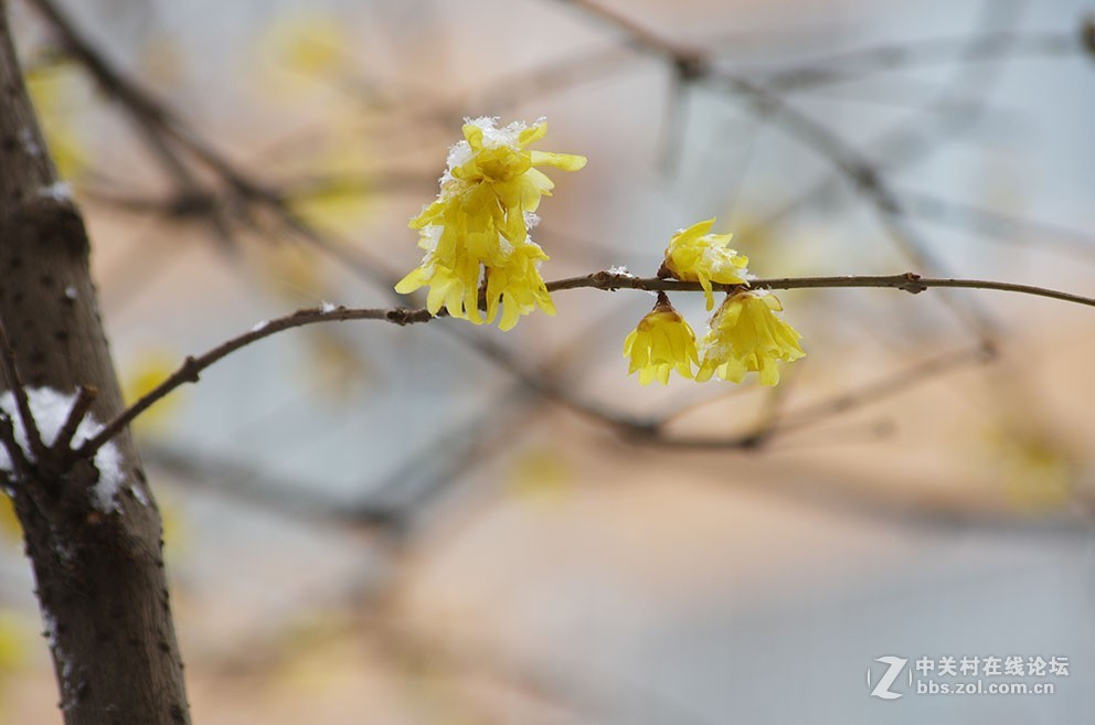 腊梅迎春雪