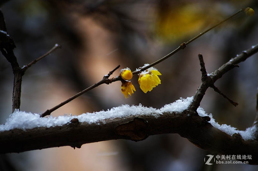 腊梅迎春雪