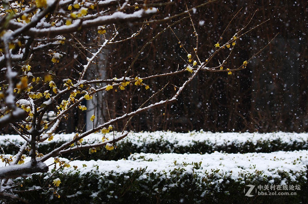 腊梅迎春雪