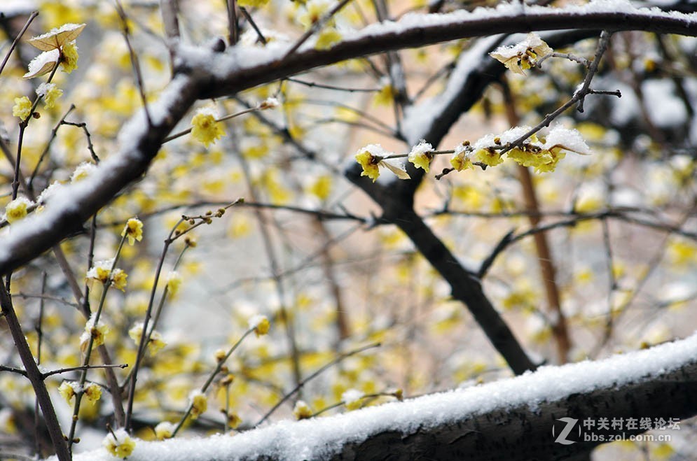 腊梅迎春雪