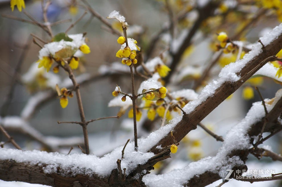 腊梅迎春雪