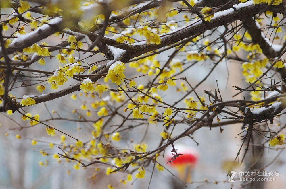 腊梅迎春雪