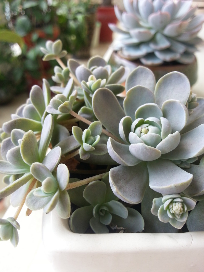 #ZOL国庆随手拍#我的多肉！