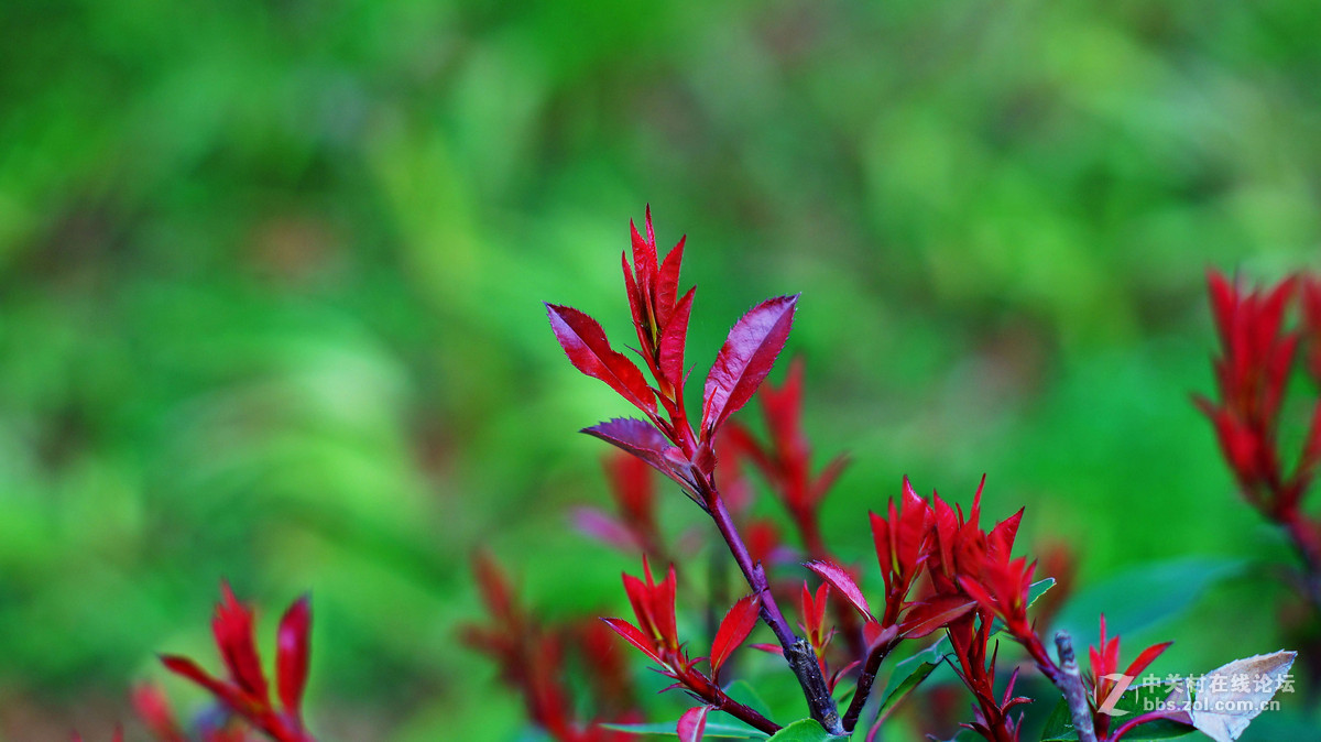NEX6+LA-EA4转接环+DT50F1.8试拍