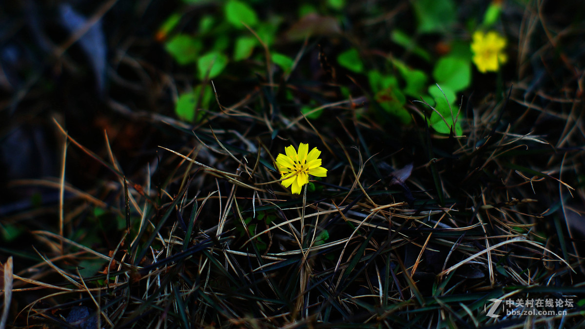 NEX6+LA-EA4转接环+DT50F1.8试拍