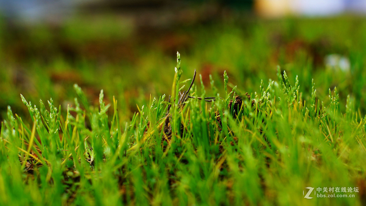 NEX6+LA-EA4转接环+DT50F1.8试拍