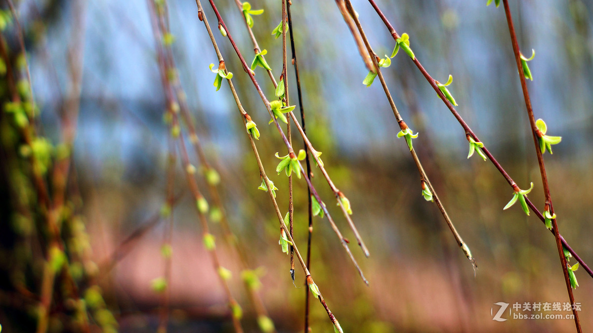 NEX6+LA-EA4转接环+DT50F1.8试拍