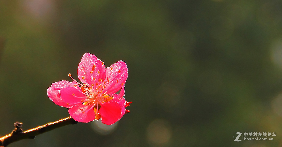 带露珠的桃花图片图片