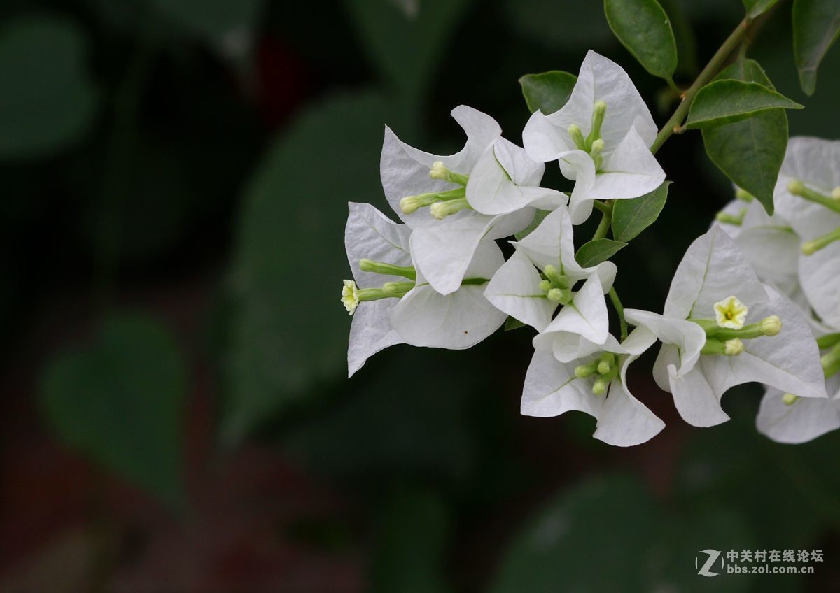 白色三角梅