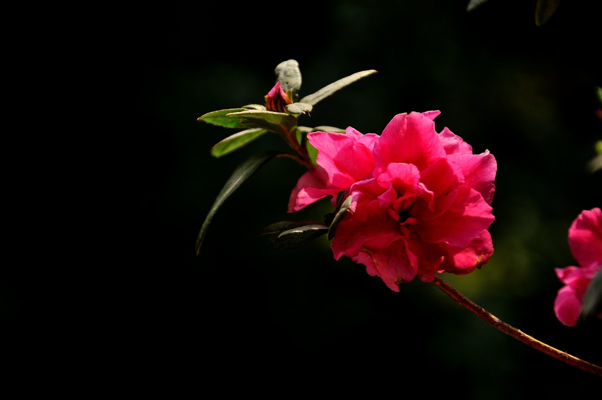 海棠杜鹃贺新年