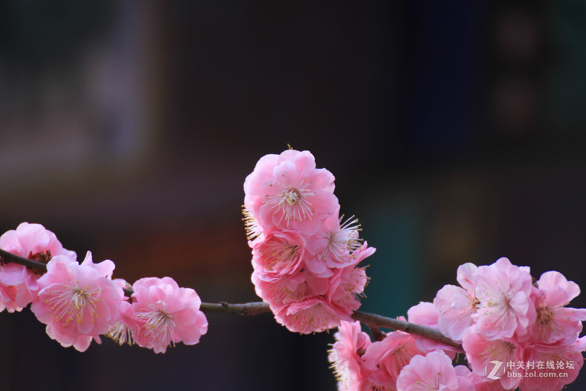 #ZOL月赛-春暖花开#春临龙潭