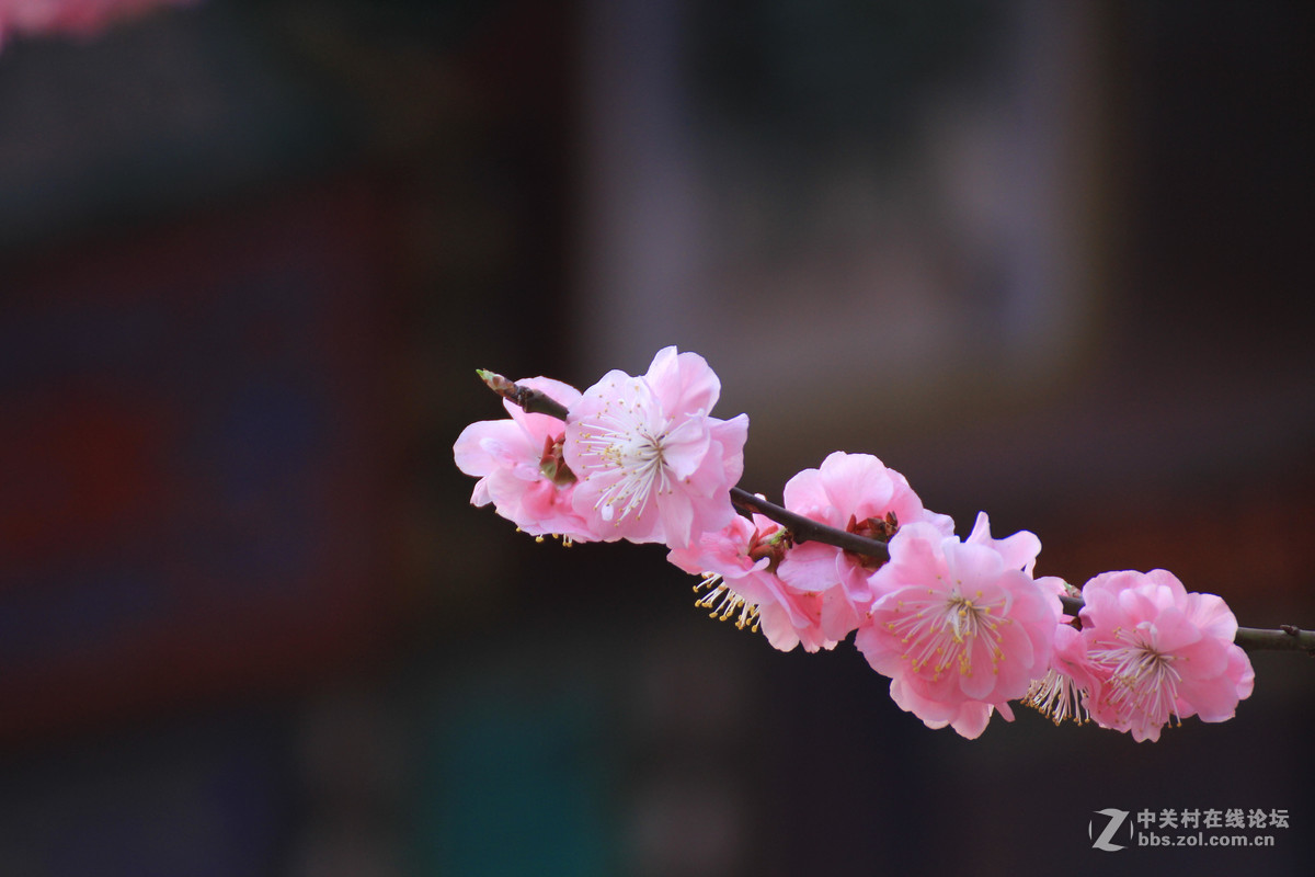 #ZOL月赛-春暖花开#春临龙潭