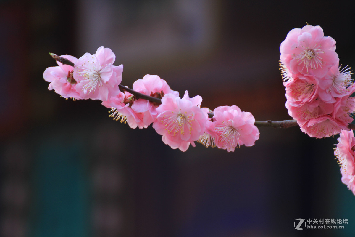 #ZOL月赛-春暖花开#春临龙潭