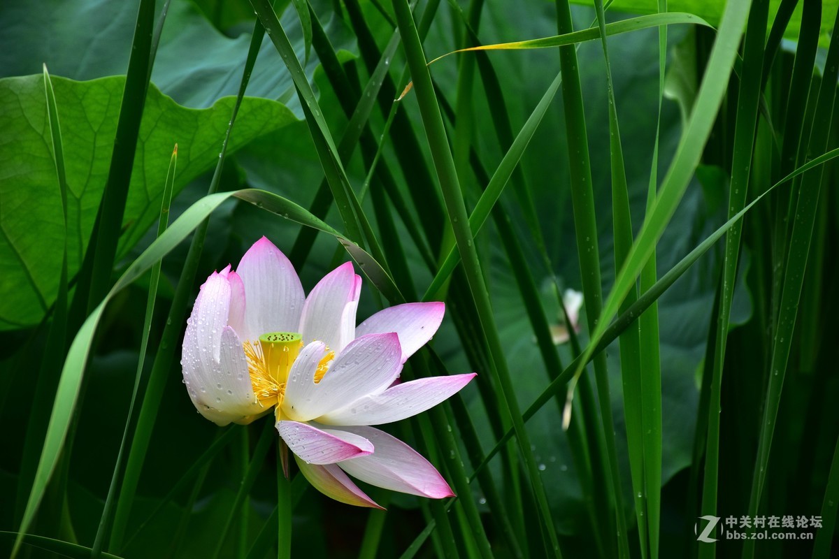 上海庙行公园-雨后拍摄荷花