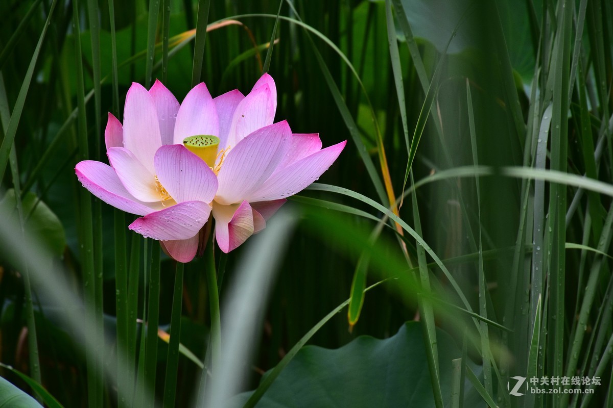 上海庙行公园-雨后拍摄荷花