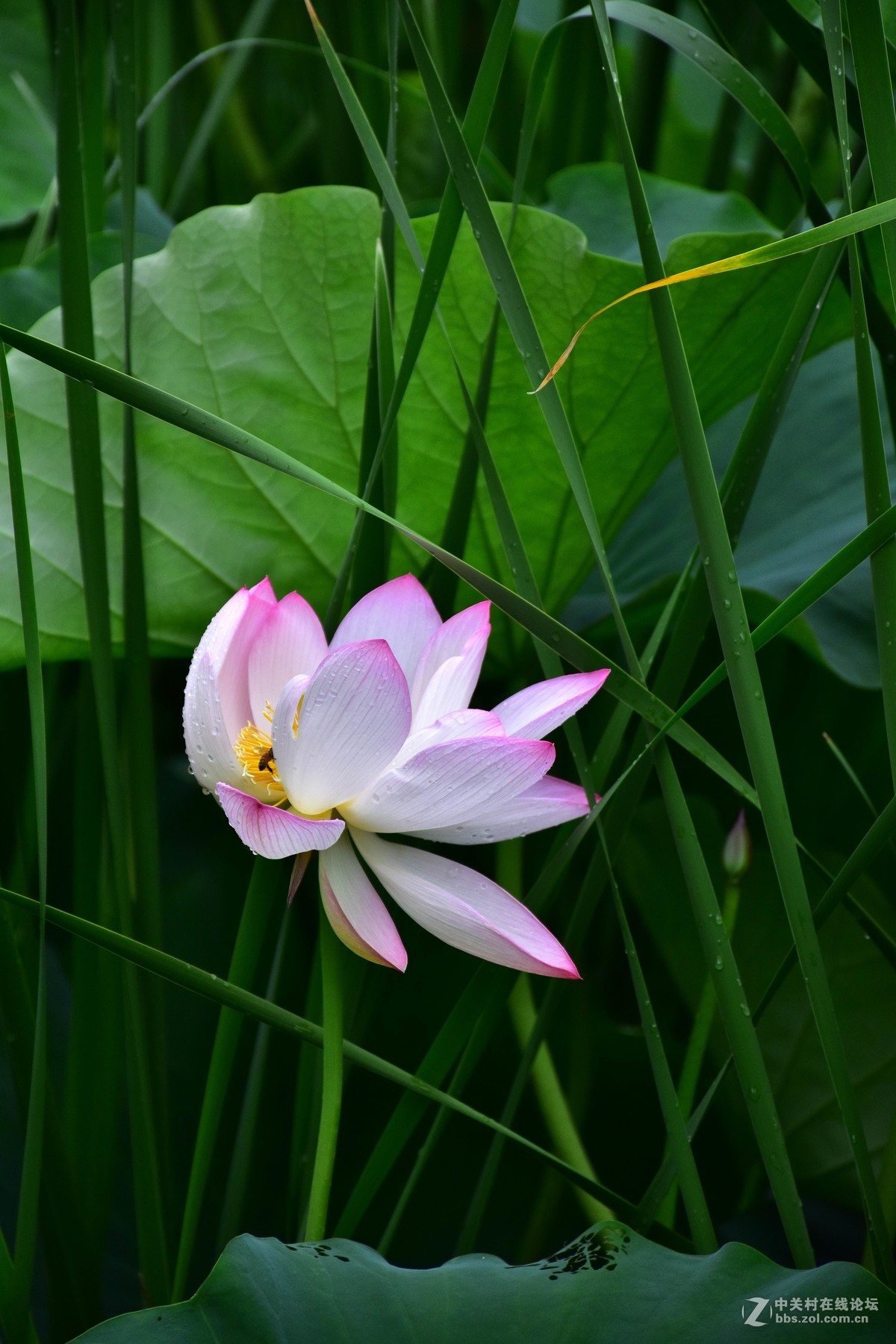 上海庙行公园-雨后拍摄荷花