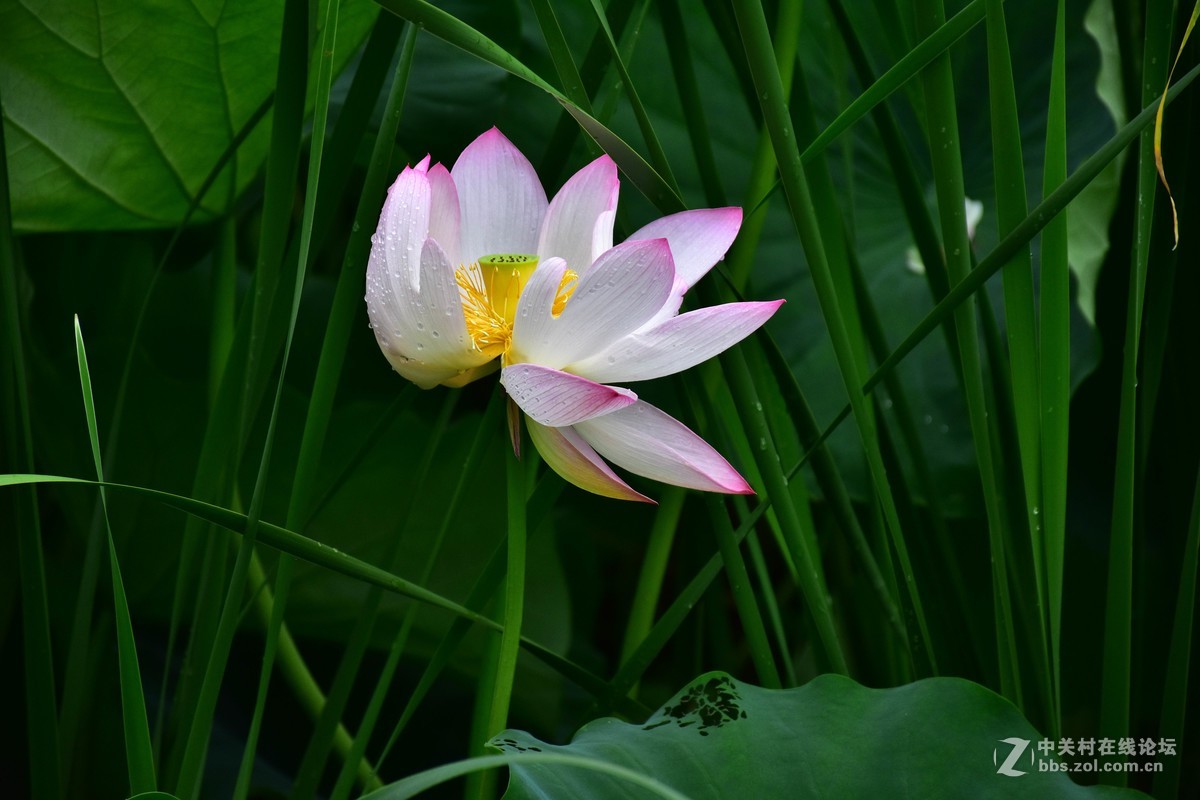上海庙行公园-雨后拍摄荷花