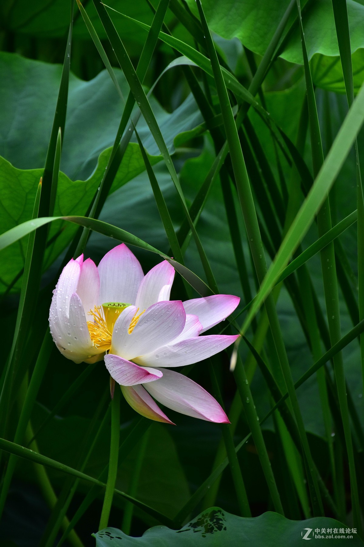 上海庙行公园-雨后拍摄荷花