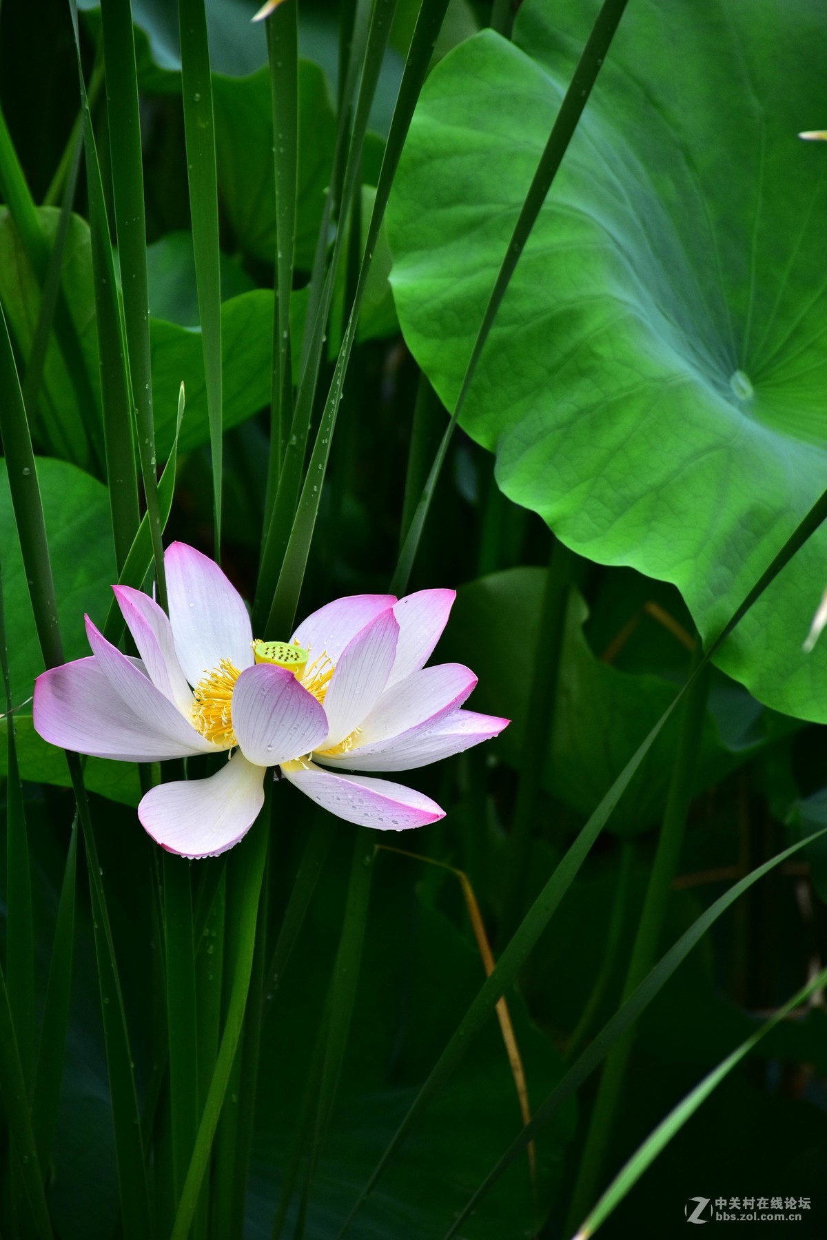 上海庙行公园-雨后拍摄荷花