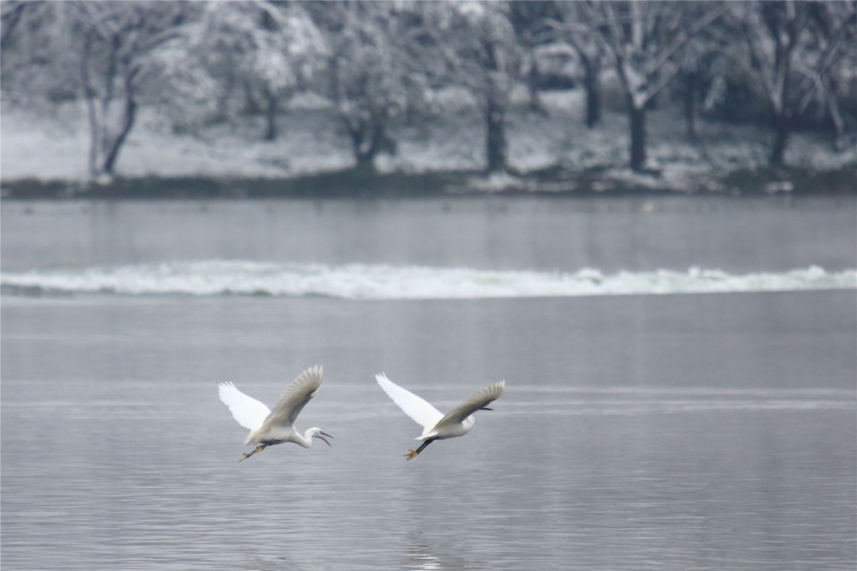 最美不过江南雪！