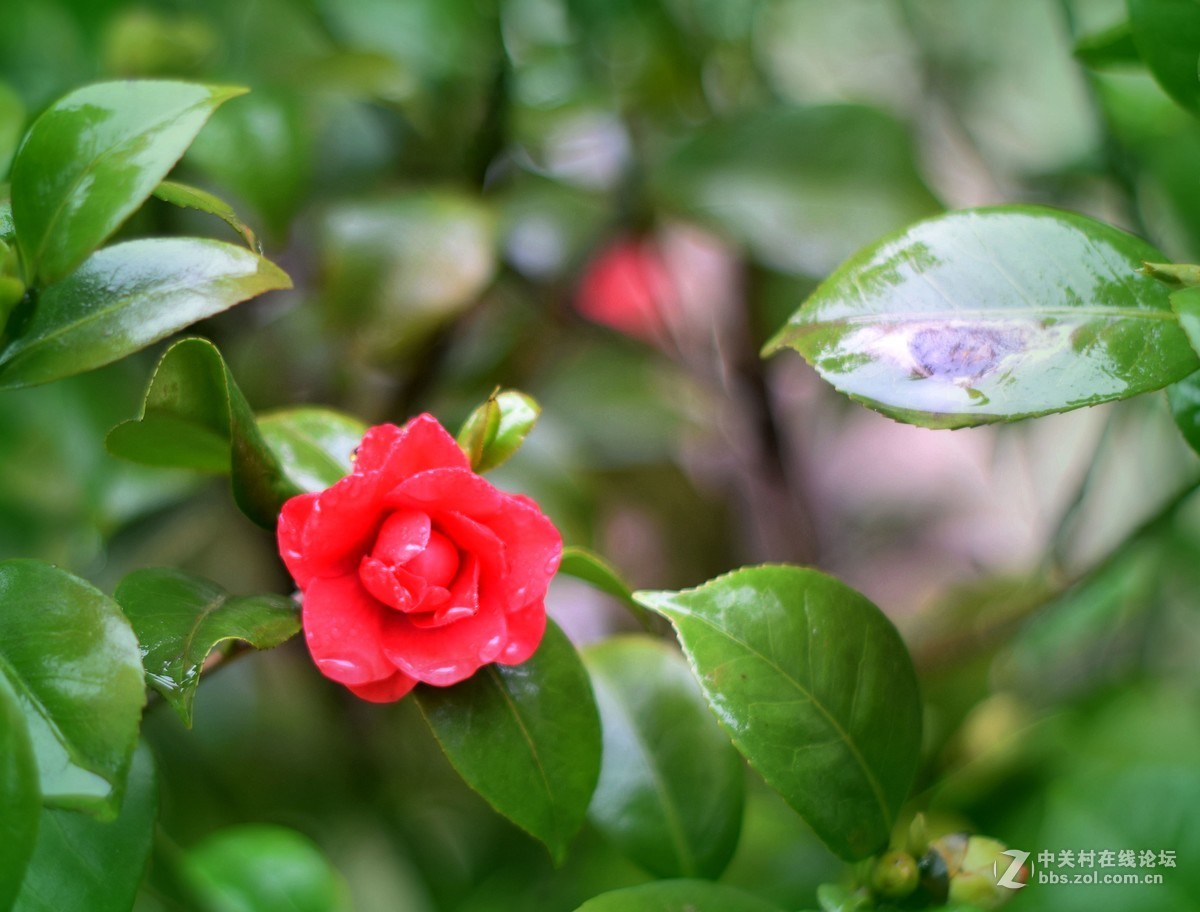 D5300十永诺58MMf1·8镜头试机三